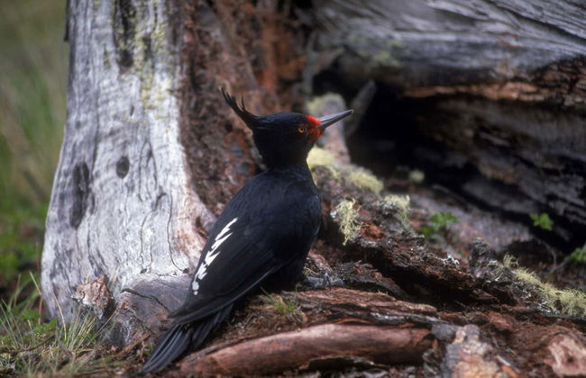 Tour por la Reserva Nacional Magallanes - Foto 6