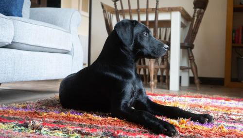 ROSE CHALET - Foto 3