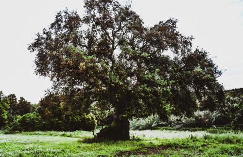 Casa Campione - Foto 15