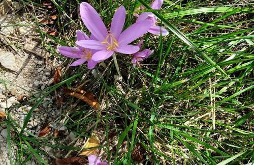FeWo Hafner "Zuhause mit Ausblick" - Foto 37