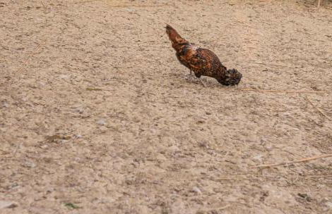 Agri Divin Amore - Foto 47