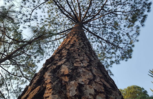 Cabanas Los Abuelos - Foto 17