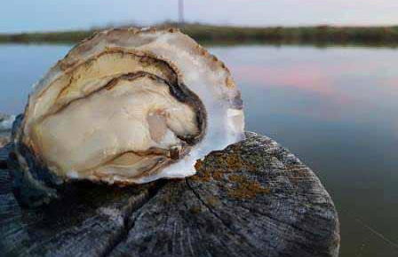 Maison RONCE LES BAINS - Foto 36