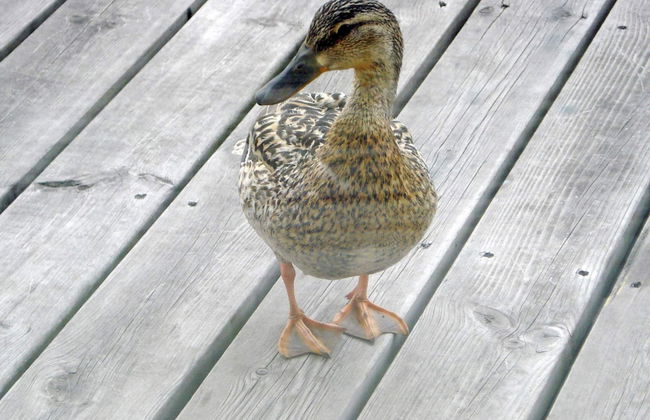 Holiday Home in Otterndorf - Foto 30