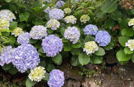 Casa Azul Terceira Island Azores - Photo 27