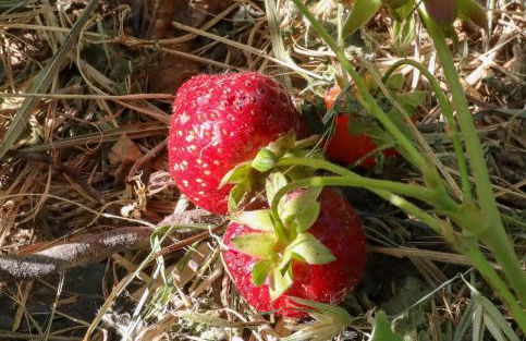 Agriturismo LA VECCHIA CASCINA - Foto 23