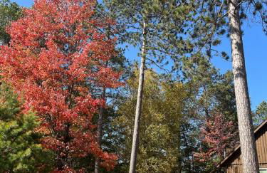 Cedaroma private Home in Resort to relax in the northwoods - Photo 31