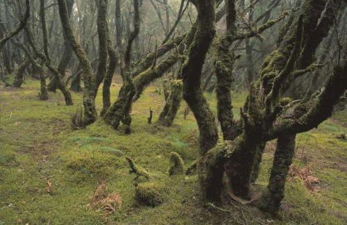 Casas Rurales El Serrillal - Foto 40