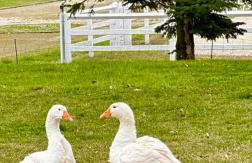 Agriturismo Il Boschetto - Foto 80