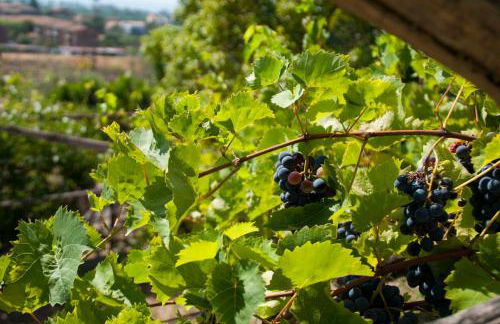 Antico Borgo Etneo Country Hotel - Foto 98