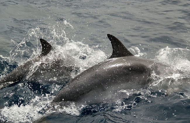 Magic Select Catamaran - Photo 1