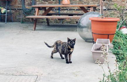 Kostas Volissos-residence - Foto 14