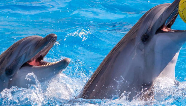 Dubai Dolphinarium Ticket