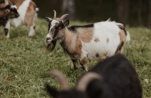 3 x bespoke built cabins with hot tubs, mid Wales - Foto 42