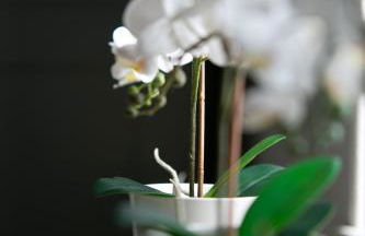 Auldhame House East Wing, Seacliff - Foto 33