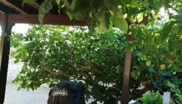 Villetta tra ulivi e mare - Foto 2