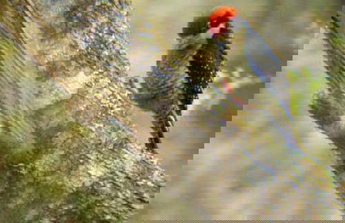 San Sebastián Rainforest Excursion - Photo 5