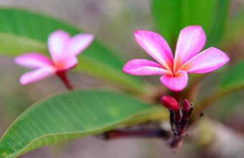 Bougainvillea House in Crete - Foto 30