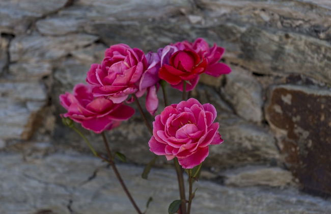 Casa de Casal de Loivos - Photo 42