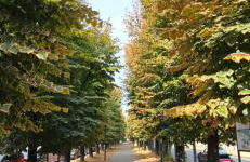 Jungle Sunshine Apartment - Foto 45