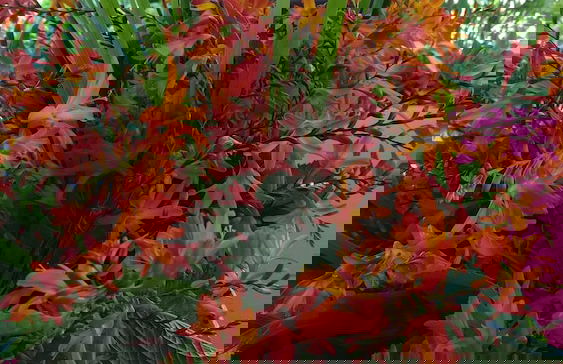 Villa Pajon Eco Lodge - Foto 2