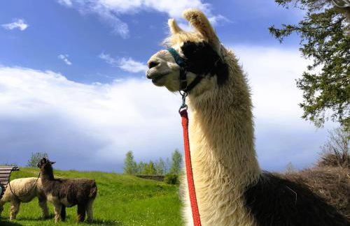 Ferienwohnung Pferdestärke-Eifel - Foto 23