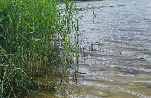 Leśne Wspomnienia - Foto 38