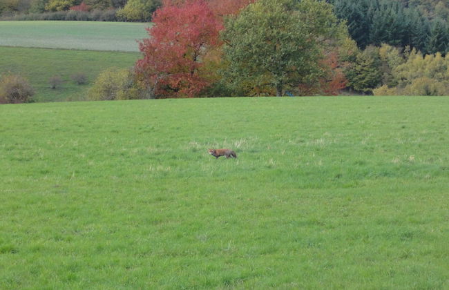 Holiday Home Moselle With Private Sauna - Photo 26