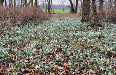 Ferienresidenz am Salzhaff - Foto 11