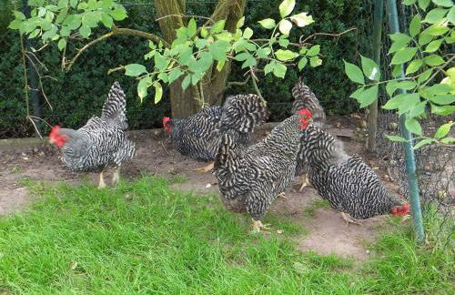 Ferienhaus Wiedmann - Foto 20