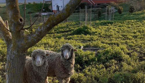 Masseria Agriturismo Moschella - Foto 4