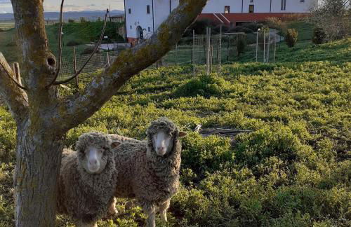 Masseria Agriturismo Moschella - Foto 4