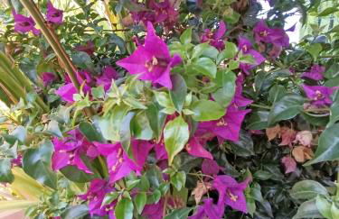 Mammaioa house - Foto 6