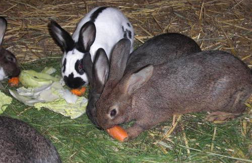 Ferienhof Heidemann - Foto 11