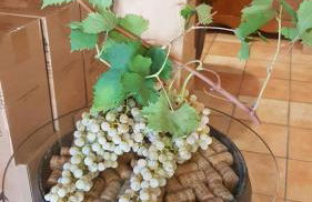 Agriturismo Le Caldane - Photo 8