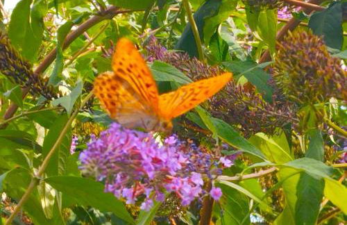 Elementi ARIA - Photo 19