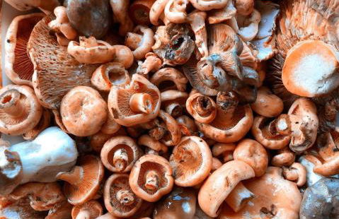 Casa en la Molina - Foto 57