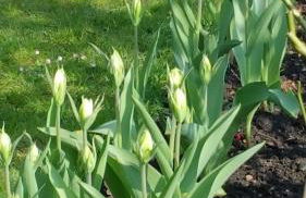 Ferienhaus an der Grenze zu Hamburg Zentrale Lage - Foto 8