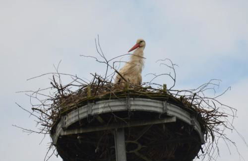 Storchennest an der Spree in Radinkendorf - Foto 55