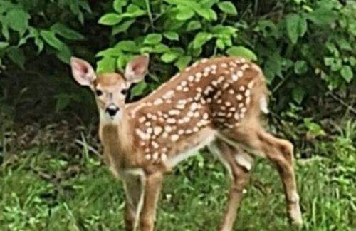 Magical Retreat Cottage, 15 min from Mt Snow skiing - Foto 25