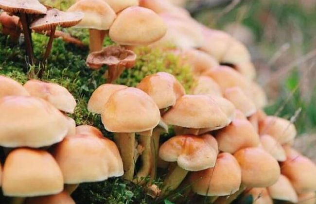 Peaceful Chalet Retreat - Foto 13