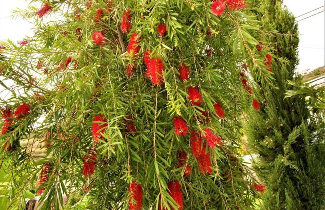 Farious Villa - Photo 31