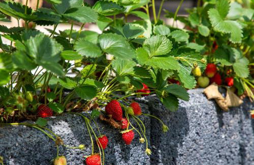Ferienwohnung Weingärtner - Foto 28