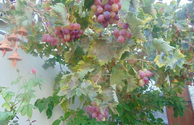 Charalambos Holiday Cottage - Photo 57