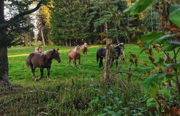 FreeDom House - Foto 35