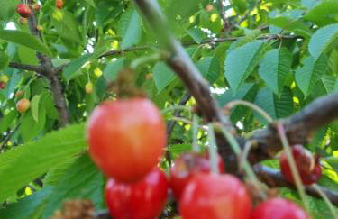 Apartman Goran - 130m Radiochirurgia - Foto 66