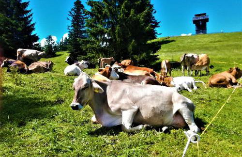 Ferienwohnung Oberallgäu Ferienpark mit Schwimmbad - Foto 50