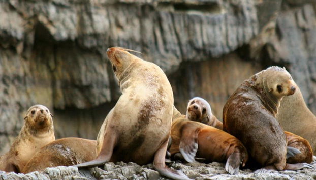 Croisière sur l'île Tasman au départ de Hobart - Excursion d'une journée - Photo 4