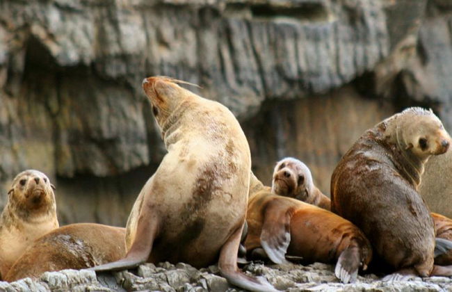 Tasman Island Cruise - Photo 4