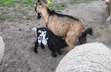 Tapada das Carvalhas - Foto 5